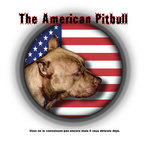 The american pitbull