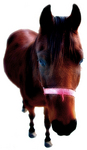 Equus #2